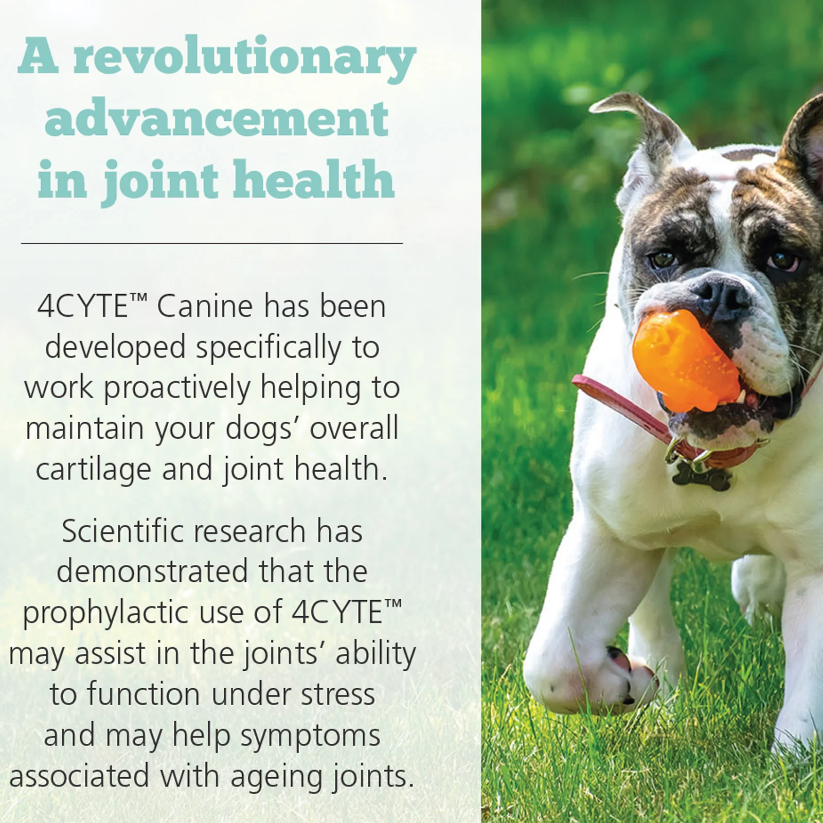 4CYTE Canine Joint Support Supplement - Image 3
