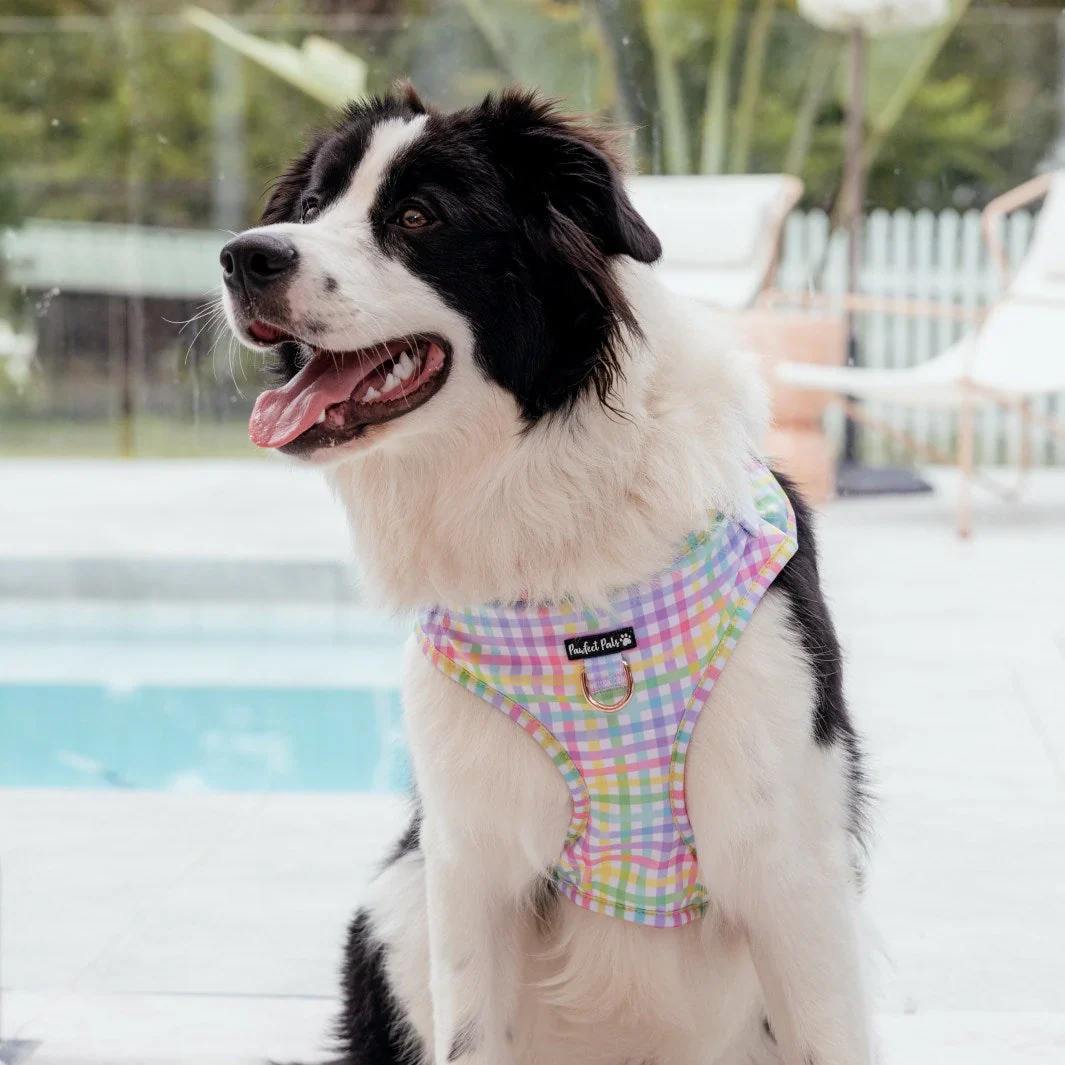 Adjustable Dog Harness Rainbow Gingham - Image 2
