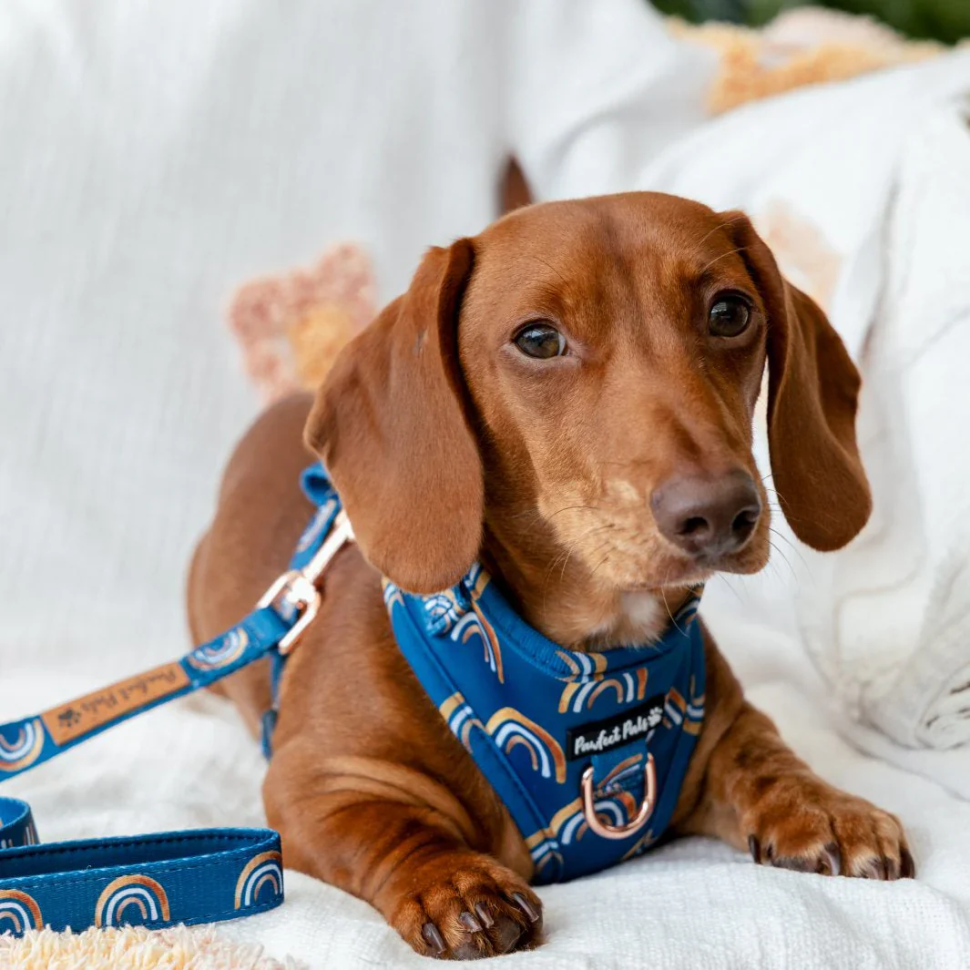 Adjustable Dog Harness Wild at Heart - Image 5