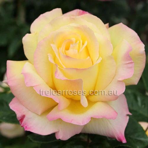 Bagged Bare Root Roses - Image 10