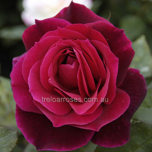 Bagged Bare Root Roses - Image 11