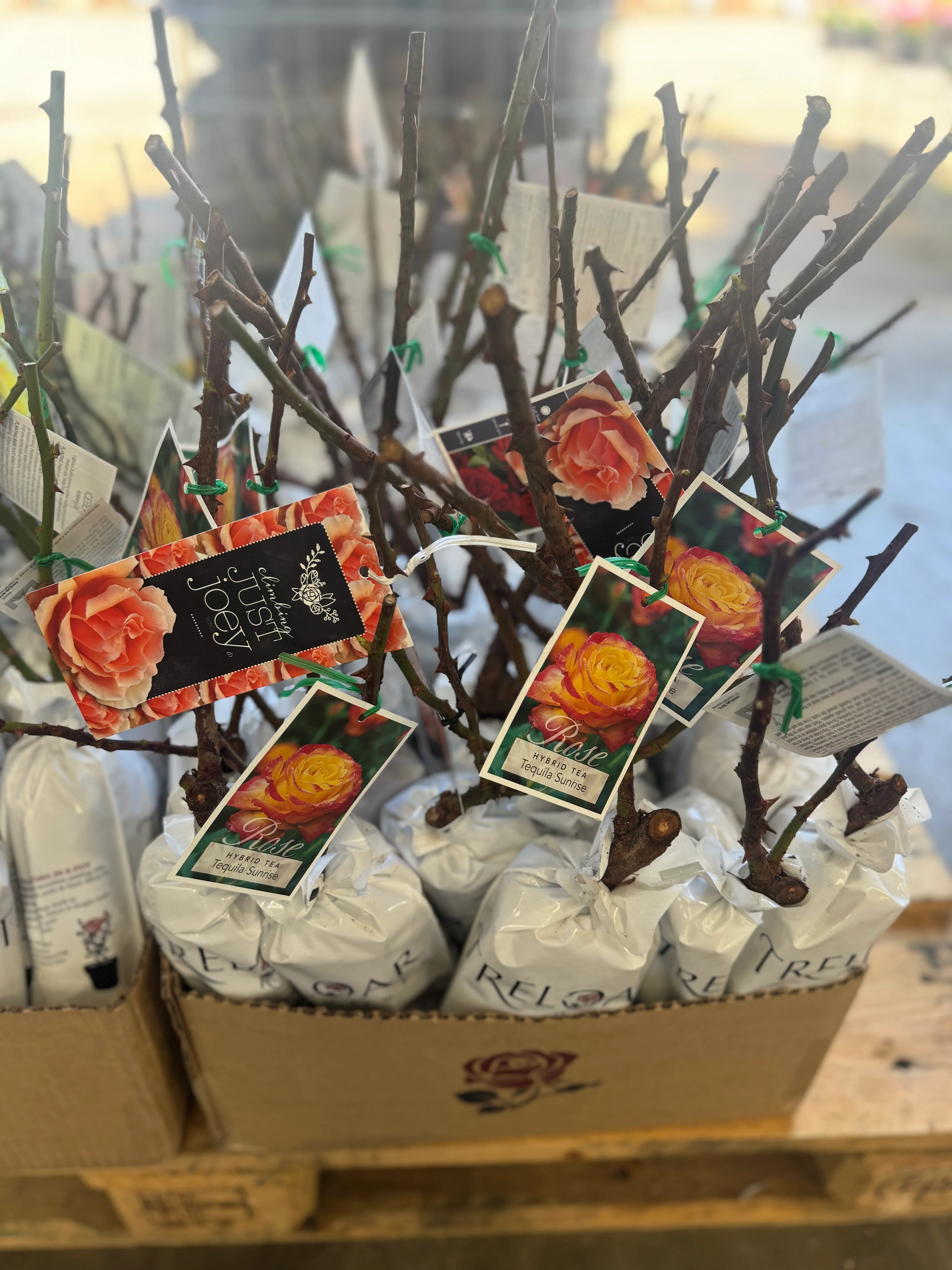 Bagged Bare Root Roses - Image 2