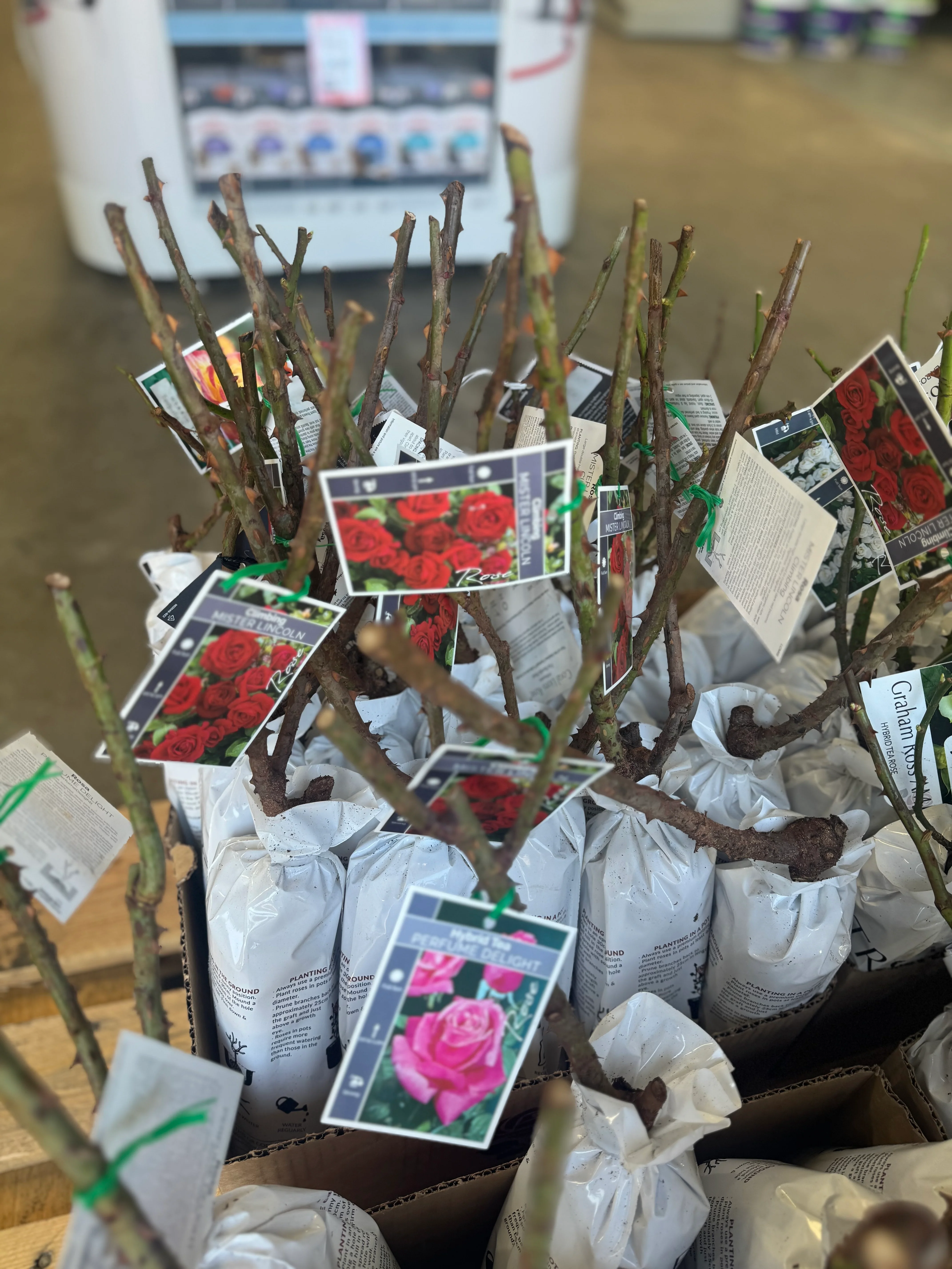 Bagged Bare Root Roses - Image 3