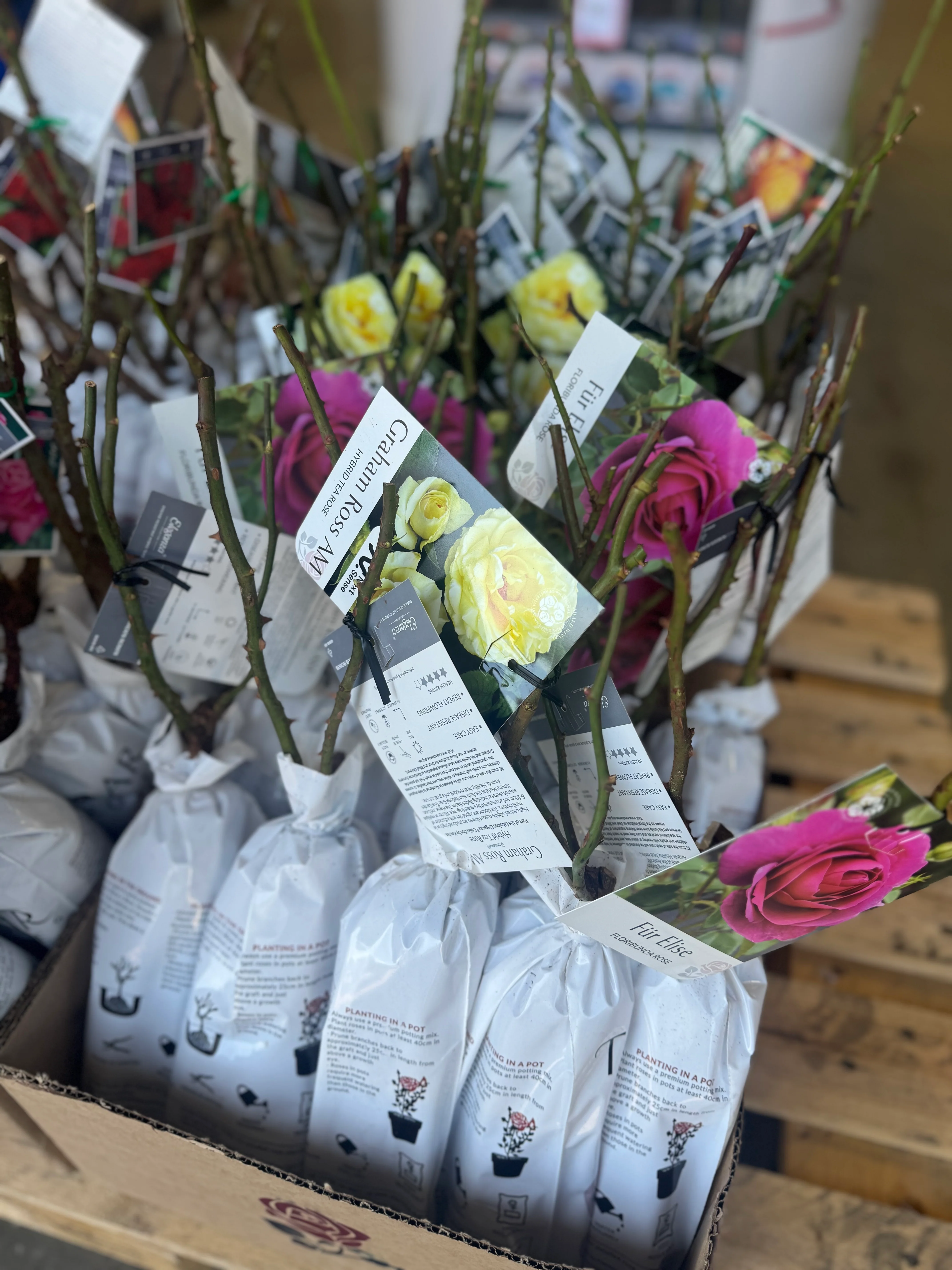 Bagged Bare Root Roses - Image 4