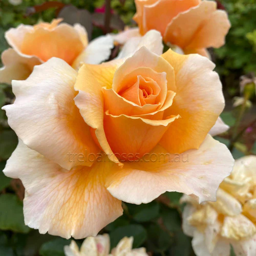 Bagged Bare Root Roses - Image 5