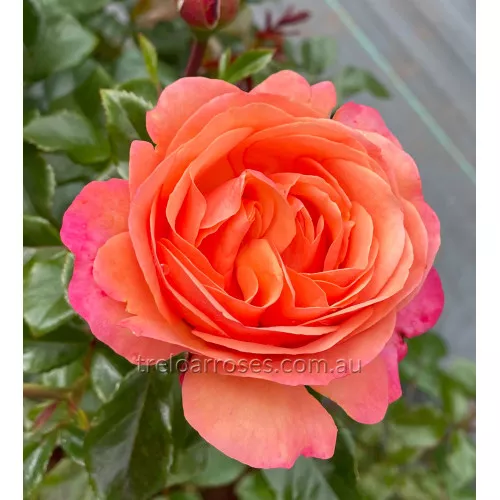 Bagged Bare Root Roses - Image 6