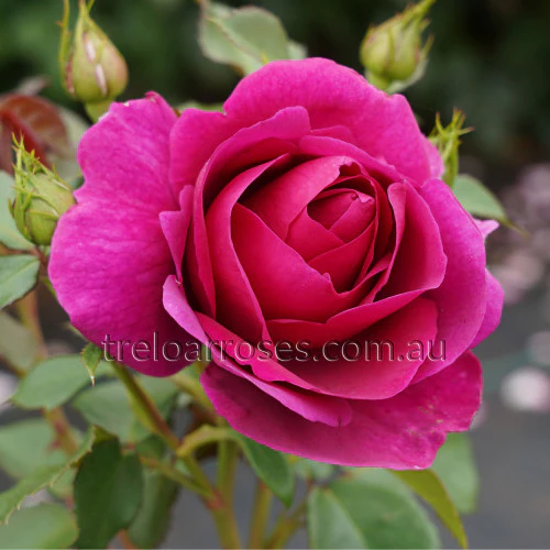 Bagged Bare Root Roses - Image 7
