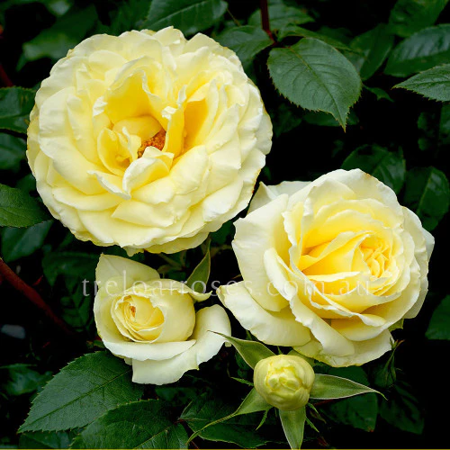 Bagged Bare Root Roses - Image 8