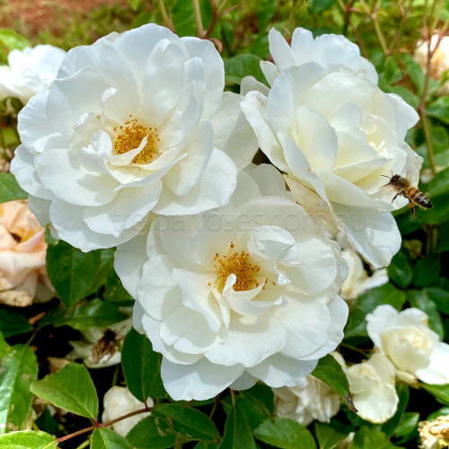 Bagged Bare Root Roses - Image 9