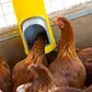 Bainbridge Chook Tower Feeder - Image 7