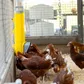 Bainbridge Chook Tower Feeder - Image 8