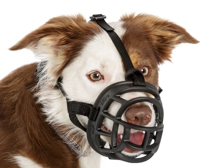 Baskerville Ultra Dog Muzzle - Image 5