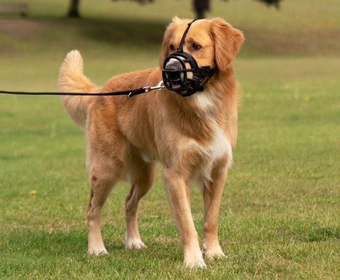 Baskerville Ultra Dog Muzzle - Image 6