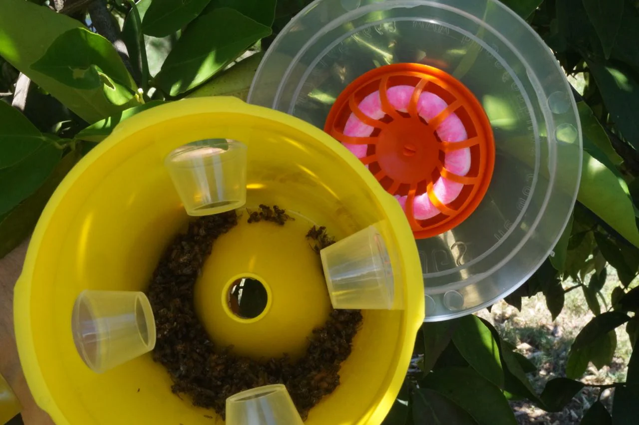 Bug 4 Bugs Fruit Fly Trap (Q Wick) - Image 3
