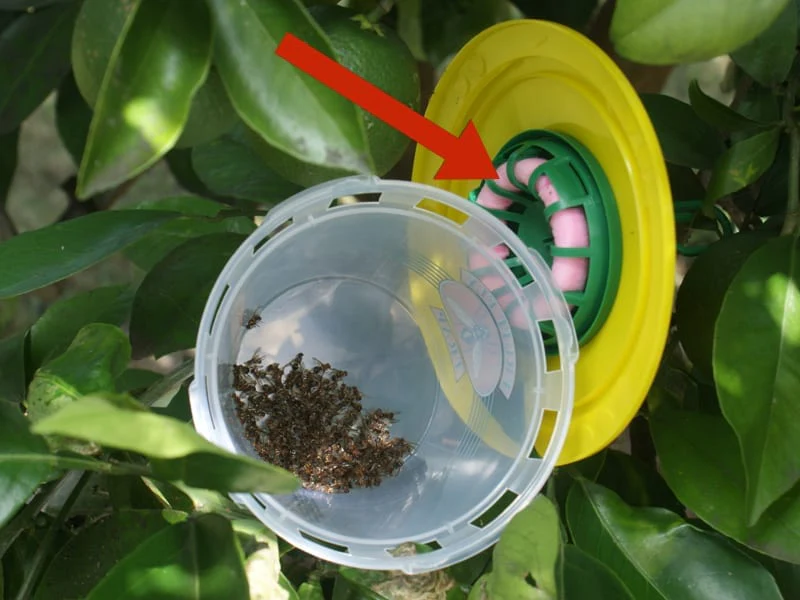 Bug 4 Bugs Q Fruit Fly Wick Refill - Image 2