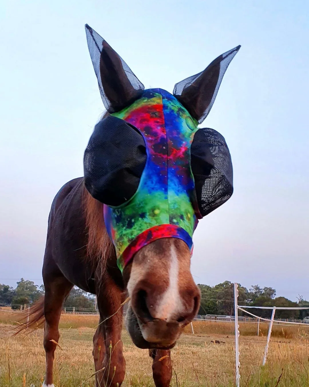 Buggez Mesh Fly Mask with Nose and Insect Mesh Ears - Image 6