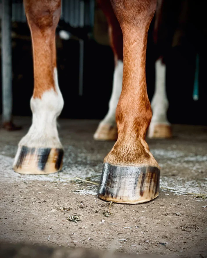 Buzz Balms Hoof Hydrator - Image 3