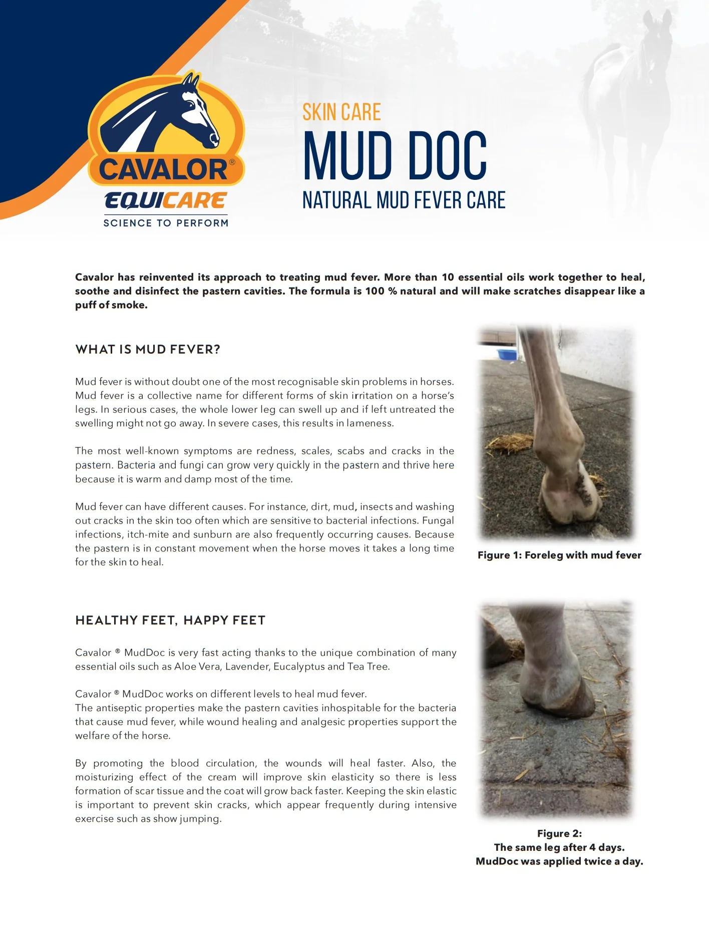 Cavalor Muddoc - Image 2