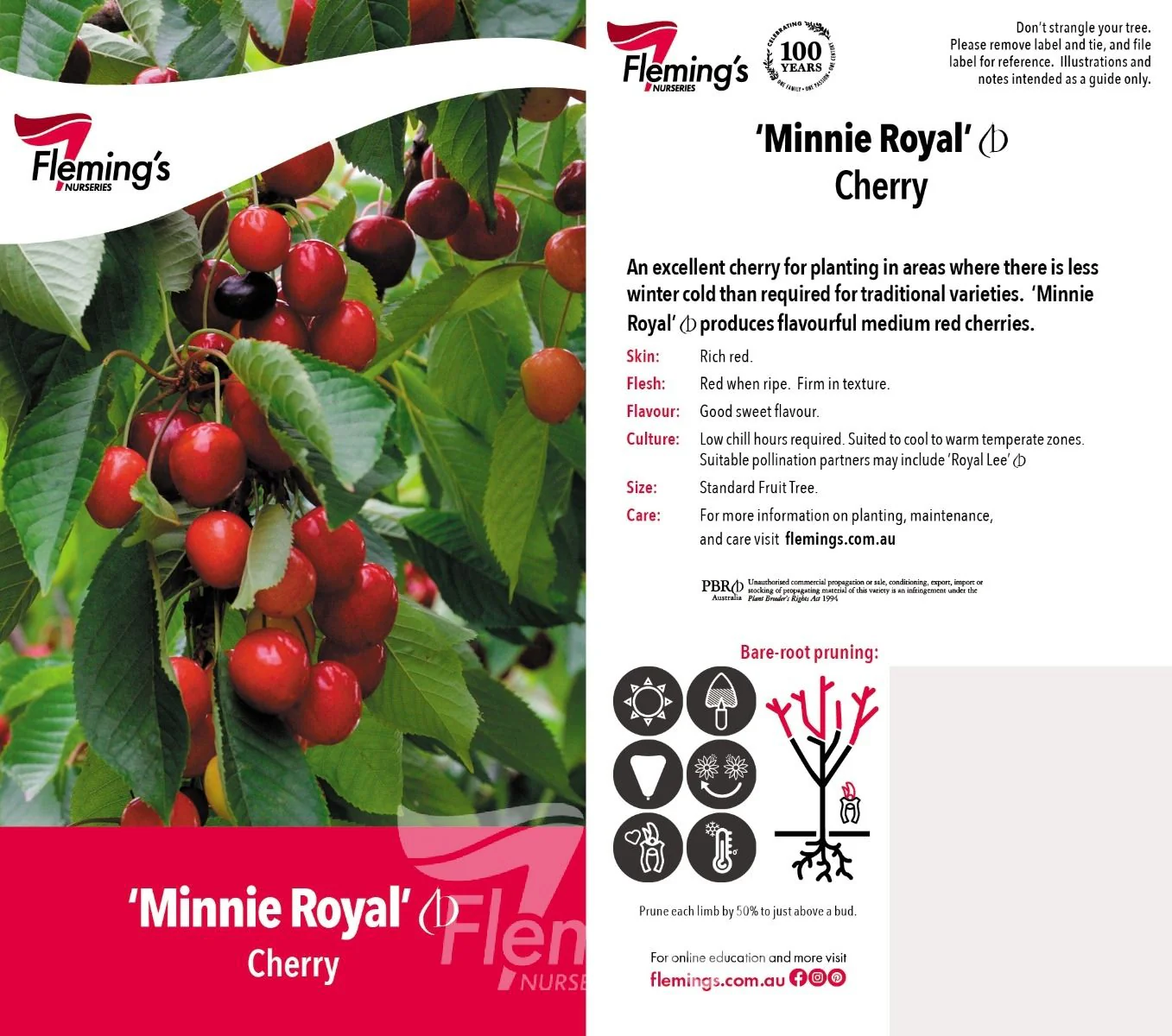 Cherry Tree - Minnie Royal - Image 2