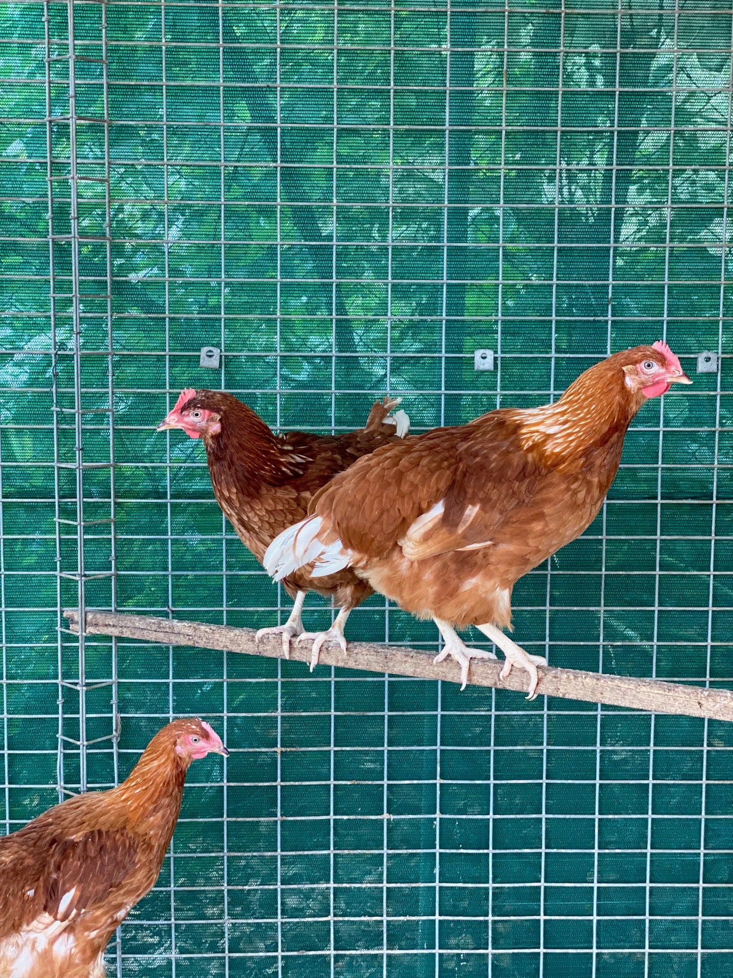 Point of Lay Hybrid Chickens Red/Brown - Image 2