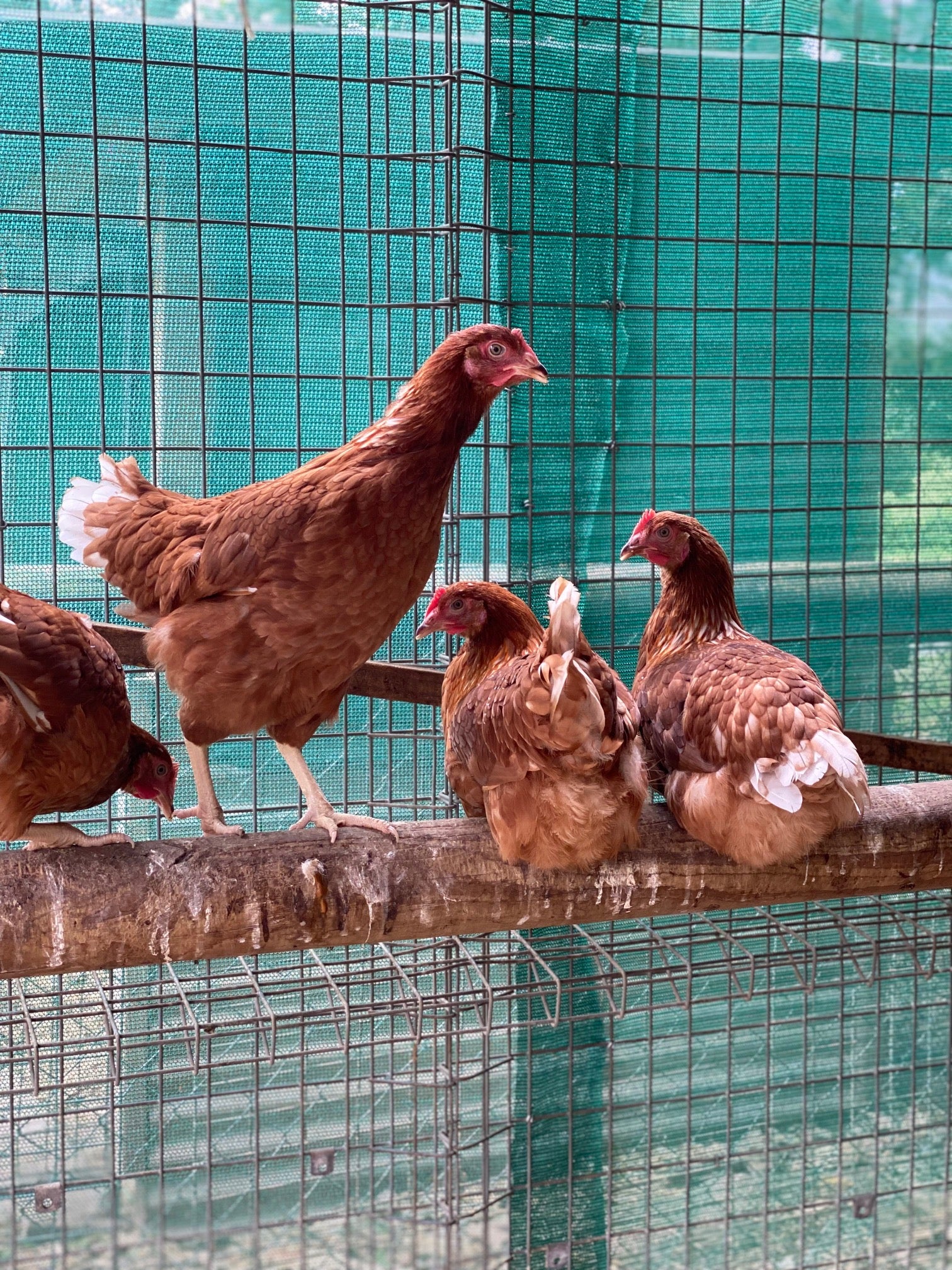 Point of Lay Hybrid Chickens Red/Brown - Image 3