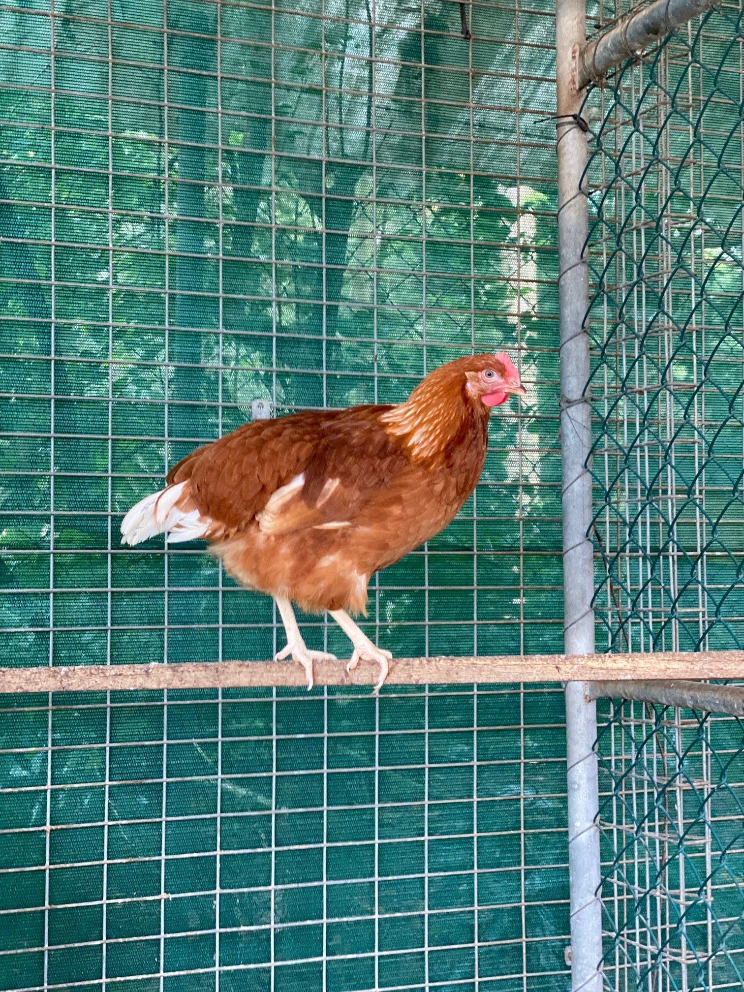 Point of Lay Hybrid Chickens Red/Brown - Image 4