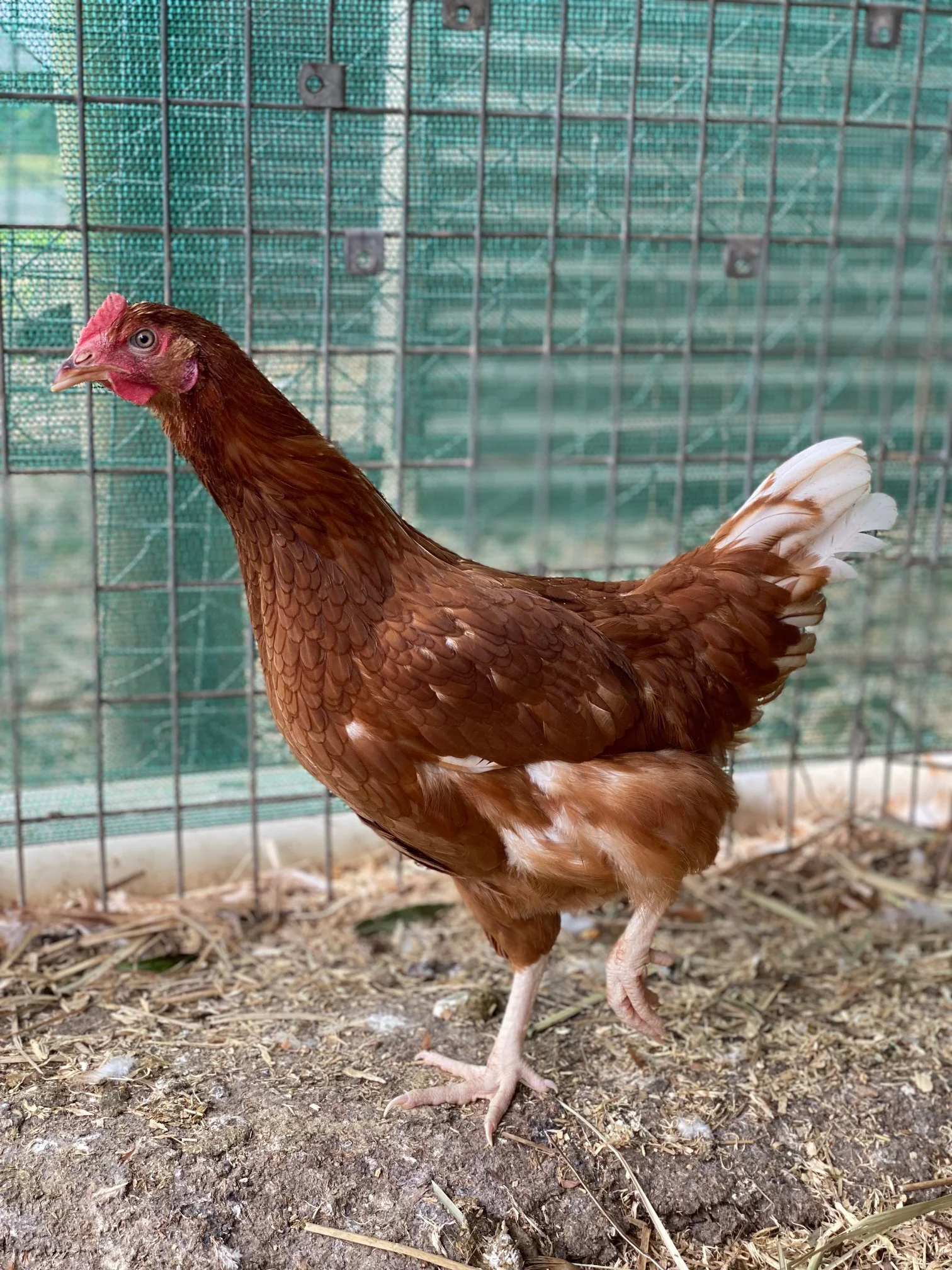 Point of Lay Hybrid Chickens Red/Brown - Image 5