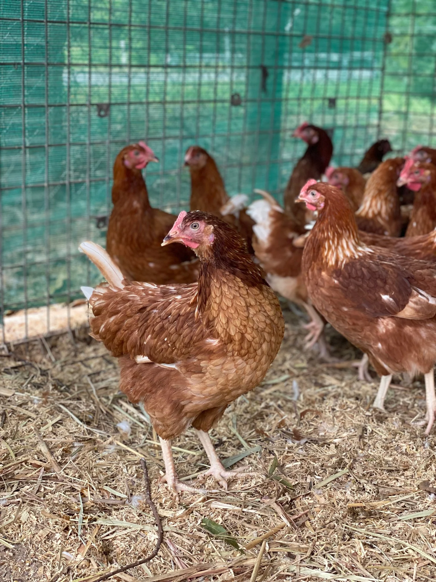 Point of Lay Hybrid Chickens Red/Brown - Image 6
