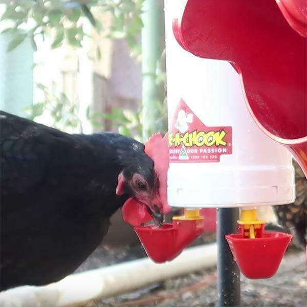 Dine A Chook Poultry Drinker 4L - Twin Cup - Image 2
