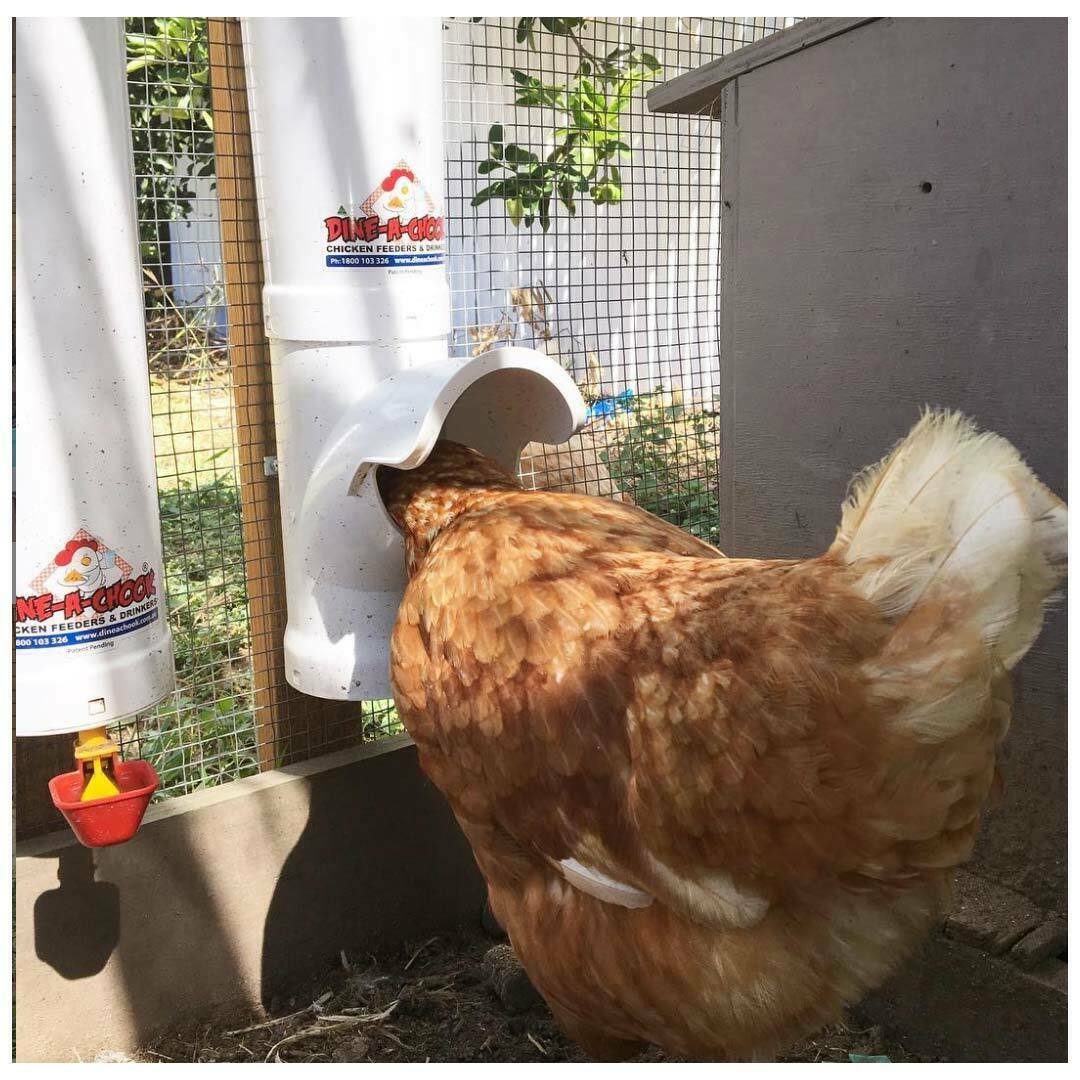 Dine A Chook Poultry Feeder 4.7L - Image 2
