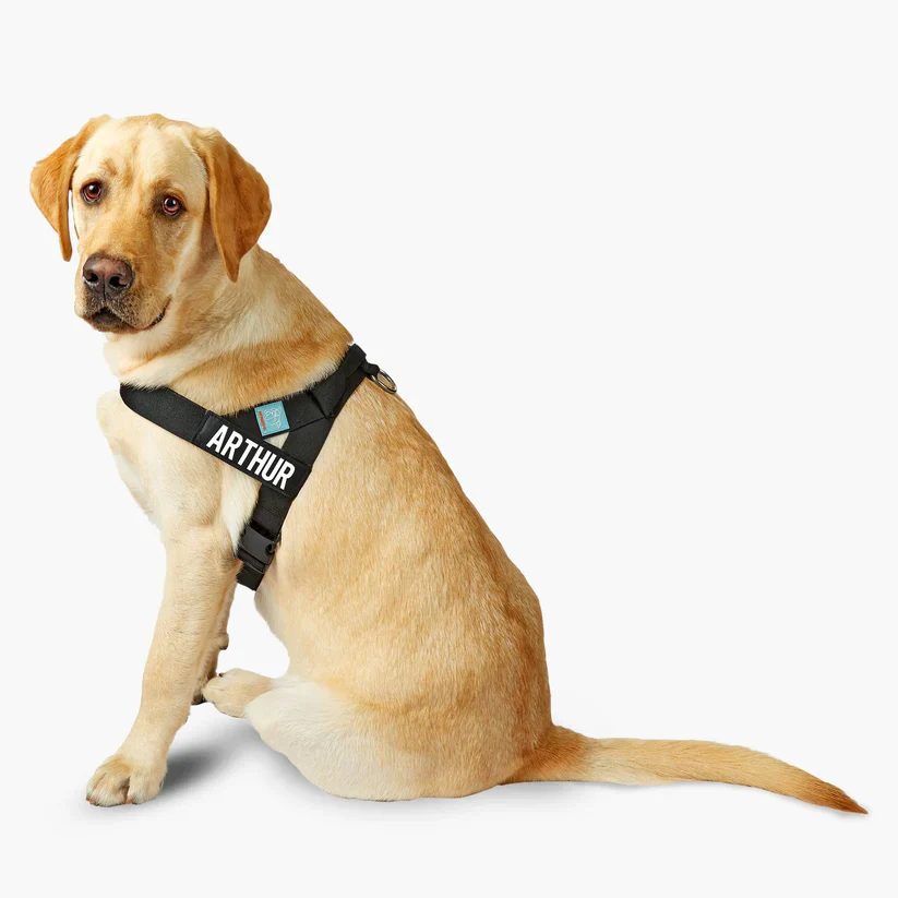 Dog Friendly Co Custom Name Patch - Image 7
