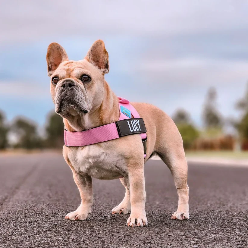 Dog Friendly Co Dog Lovers Pack - Pink - Image 16