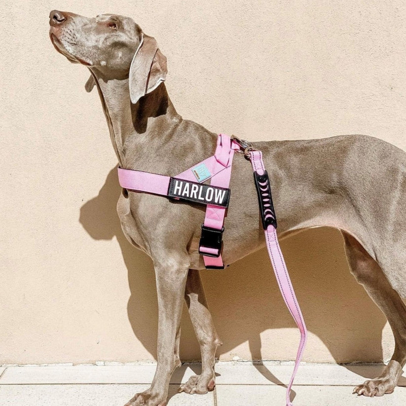 Dog Friendly Co Dog Lovers Pack - Pink - Image 18