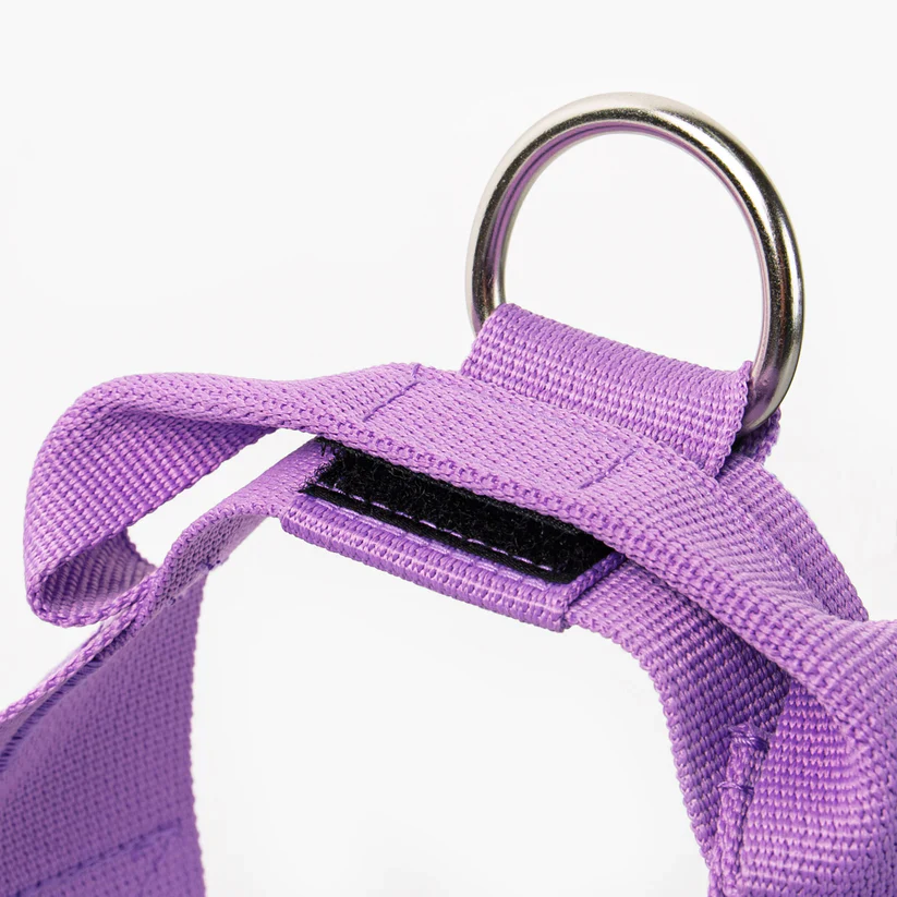 Dog Friendly Co Dog Lovers Pack - Purple - Image 5