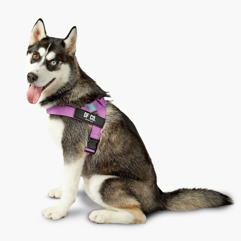 Dog Friendly Co Dog Lovers Pack - Purple - Image 6