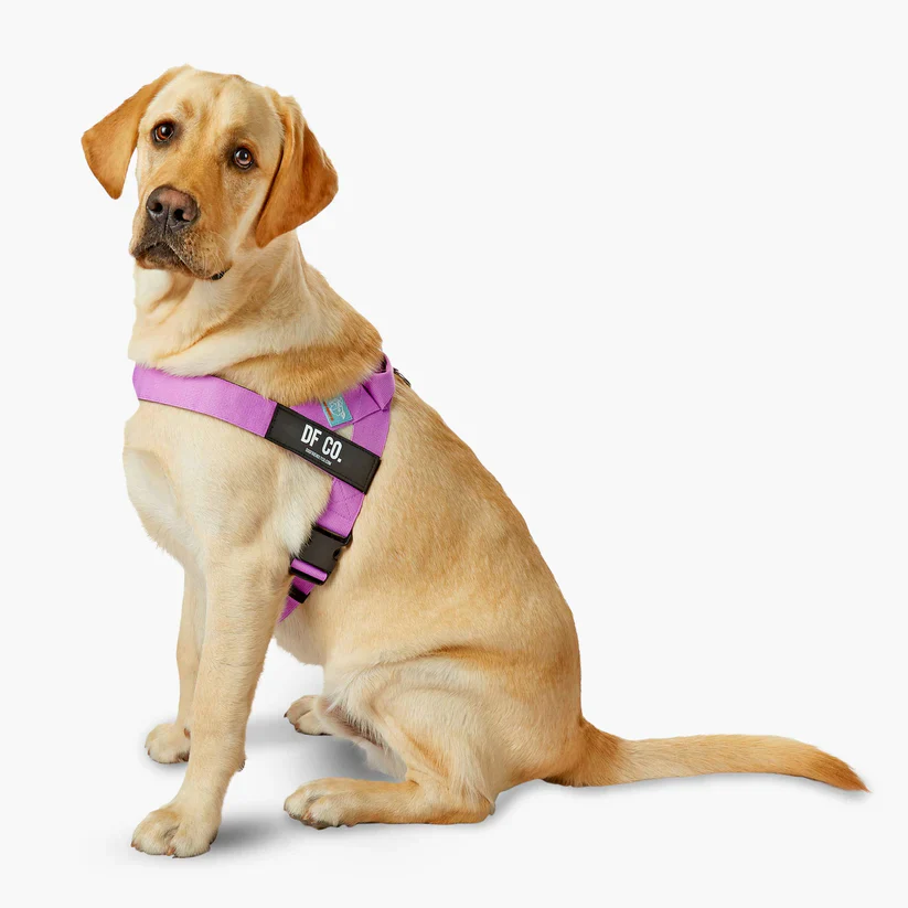 Dog Friendly Co Dog Lovers Pack - Purple - Image 7