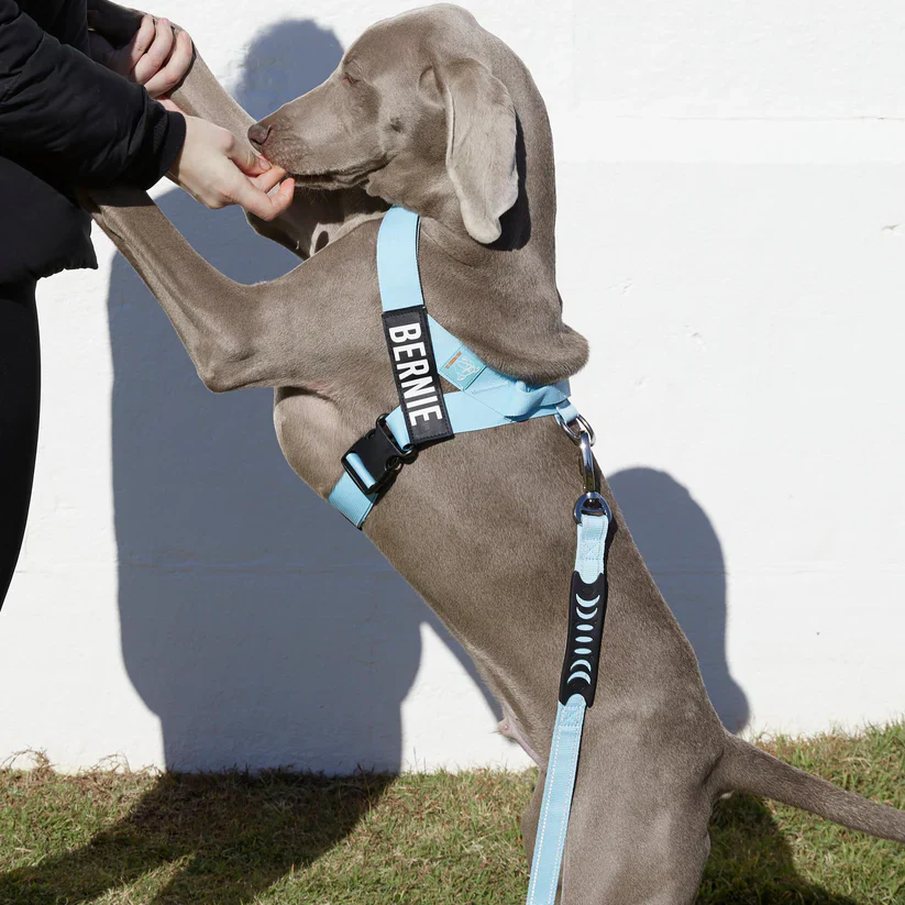 Dog Friendly Co Dog Lovers Pack - Sky Blue - Image 14