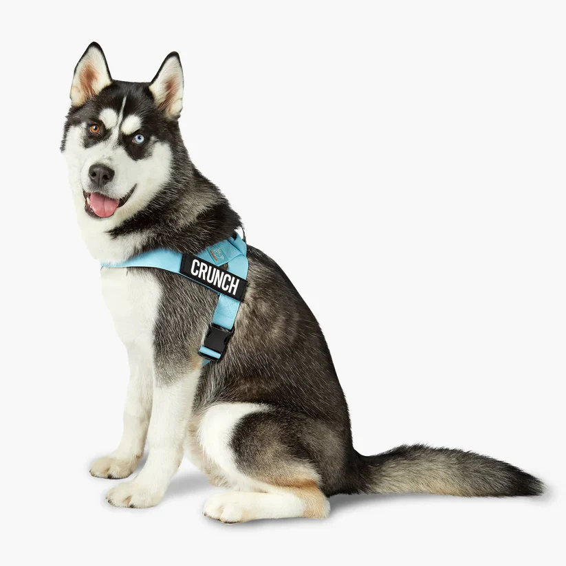 Dog Friendly Co Dog Lovers Pack - Sky Blue - Image 15