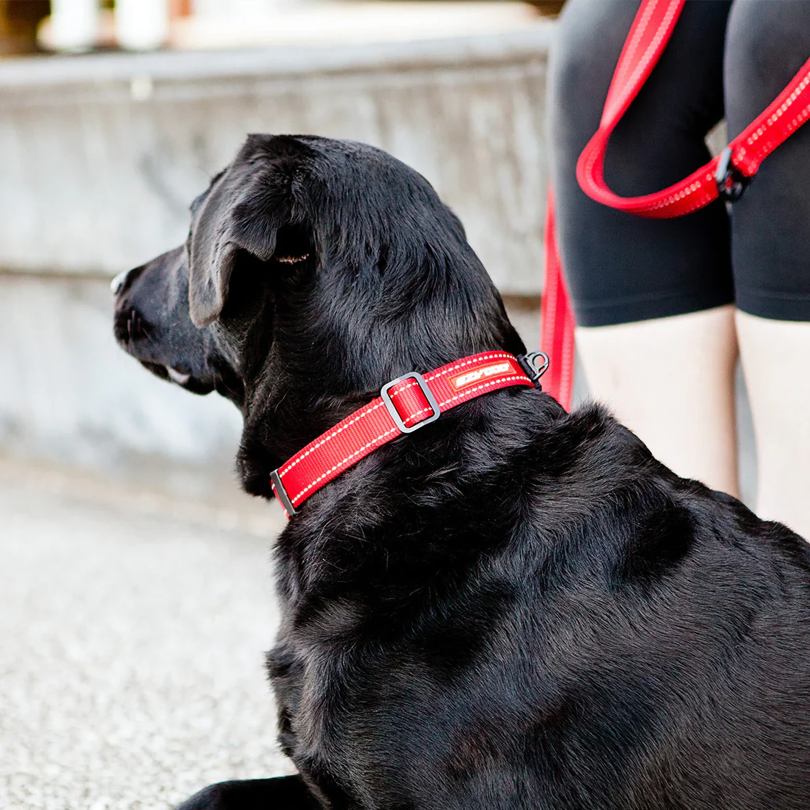 EzyDog Collar Double Up - Image 12