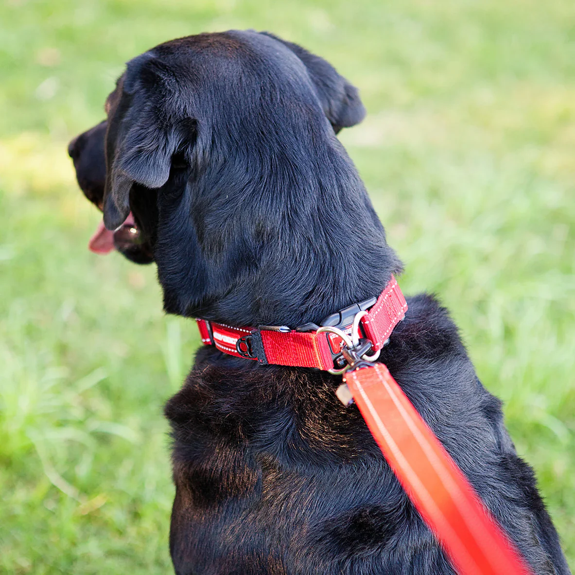 EzyDog Collar Double Up - Image 13