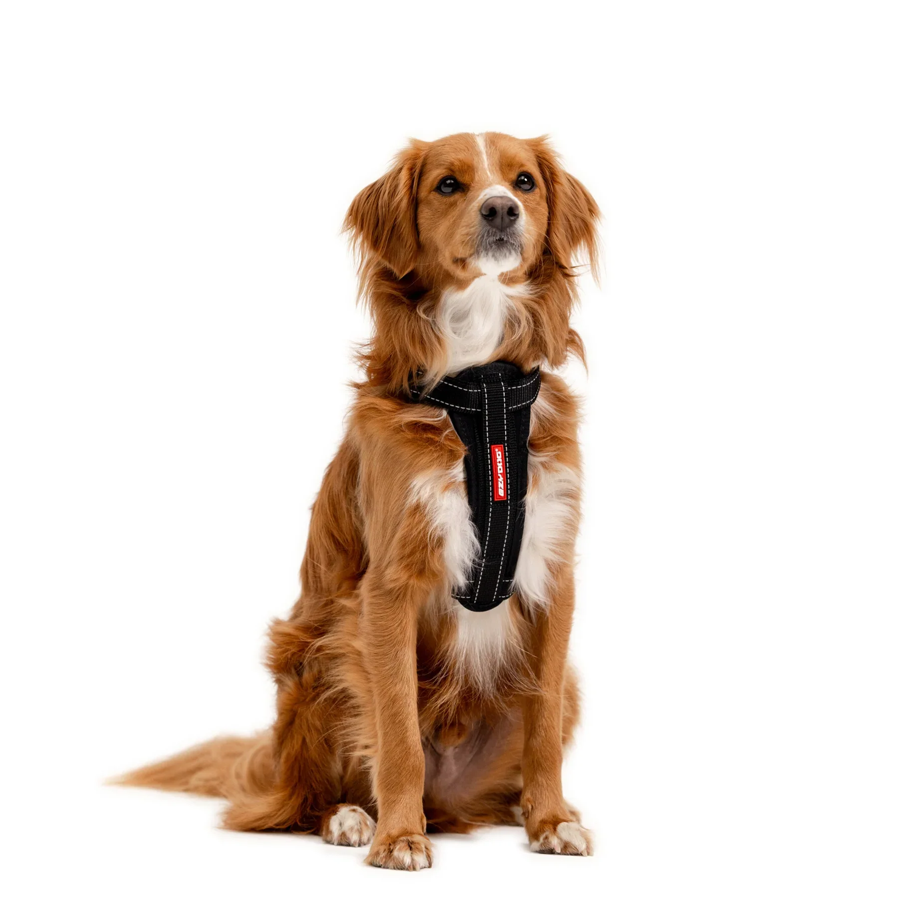 EzyDog Harness Chest Plate - Image 10