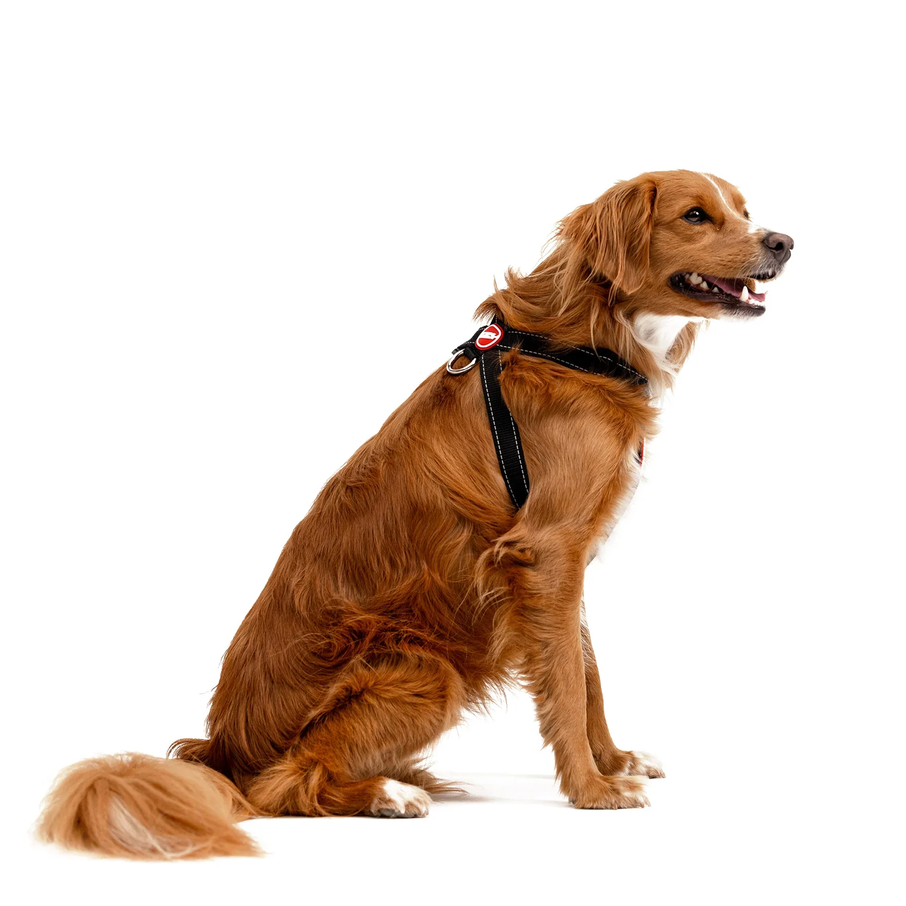 EzyDog Harness Chest Plate - Image 11