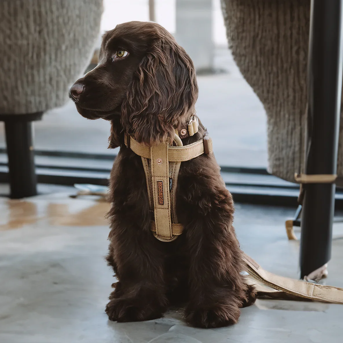 EzyDog Harness Chest Plate - Image 14