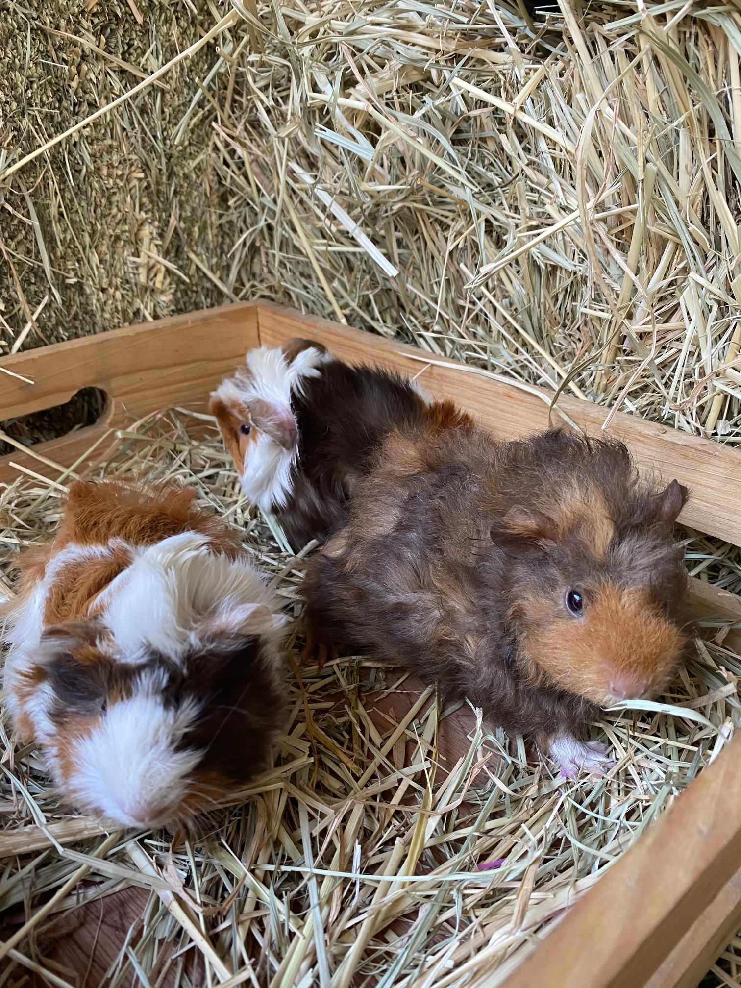 Guinea Pig Female - Image 2