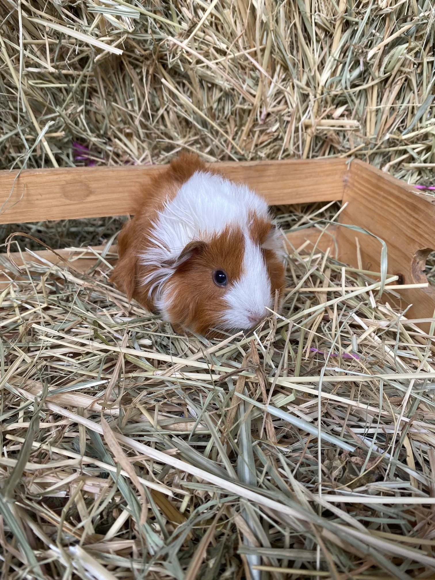 Guinea Pig Female - Image 3