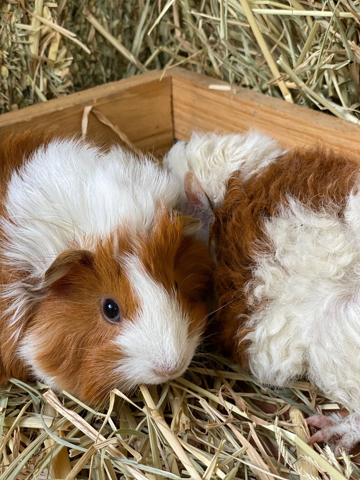 Guinea Pig Female - Image 4