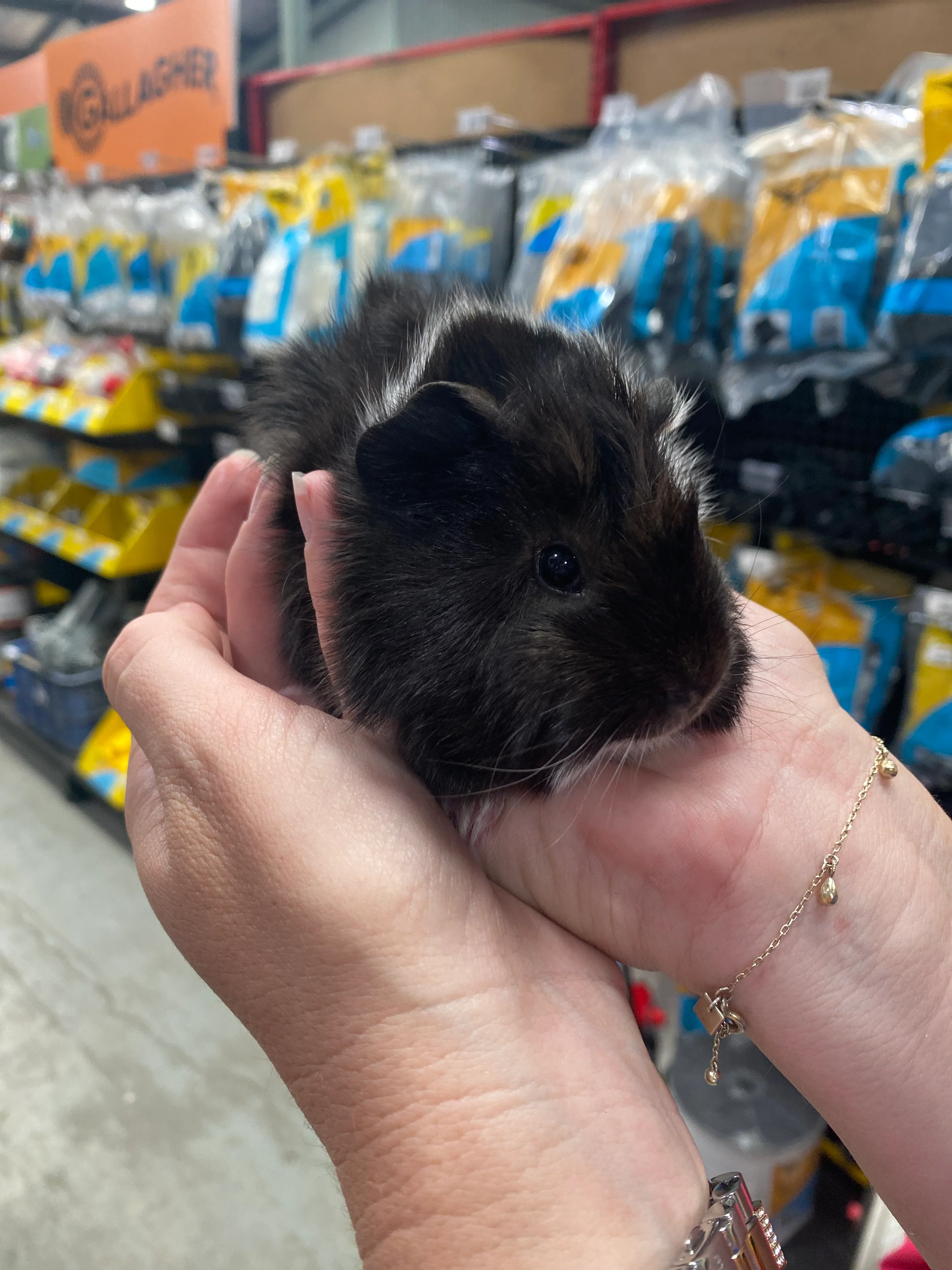 Guinea Pig Male - Image 2