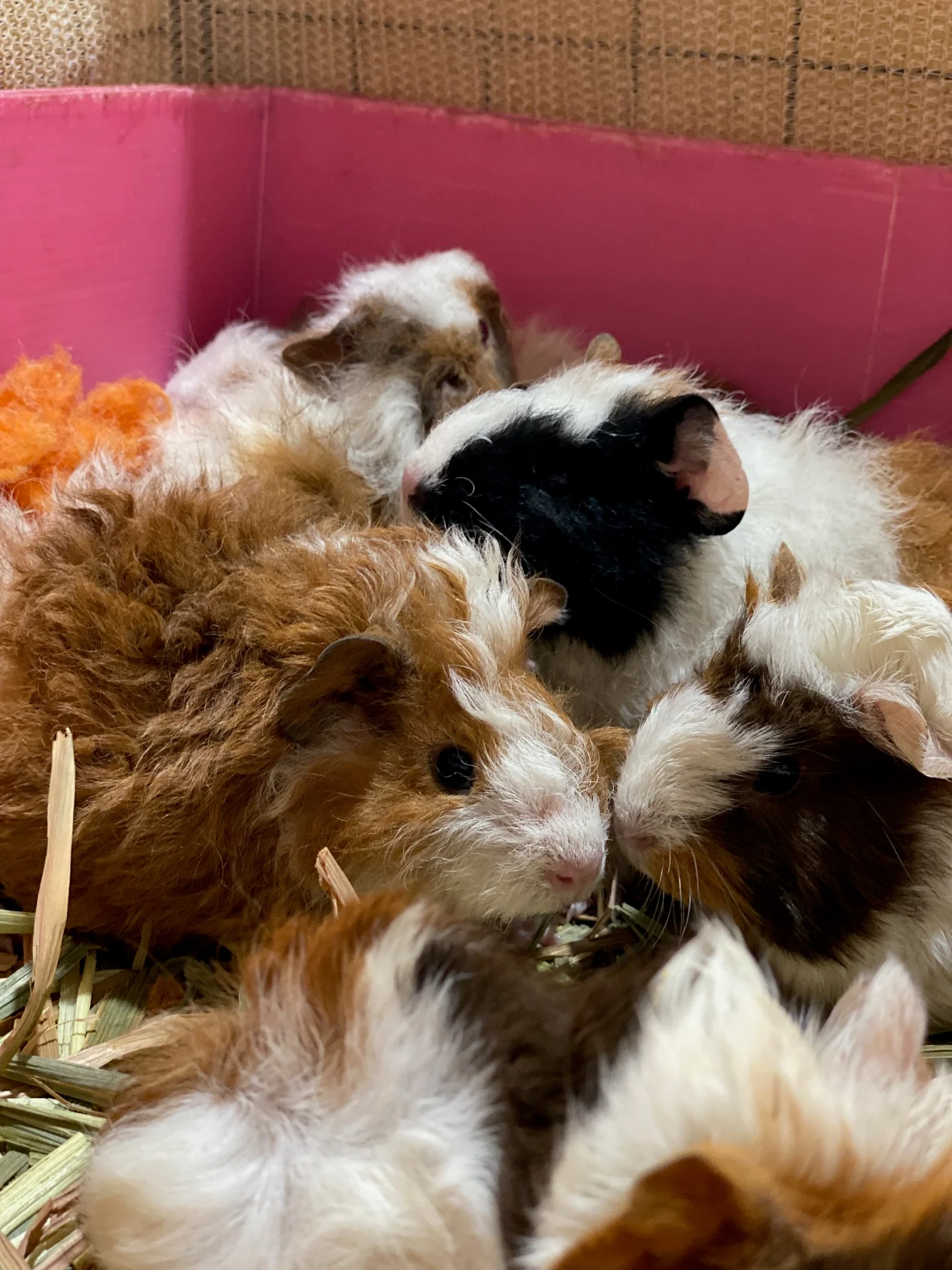 Guinea Pig Male - Image 3