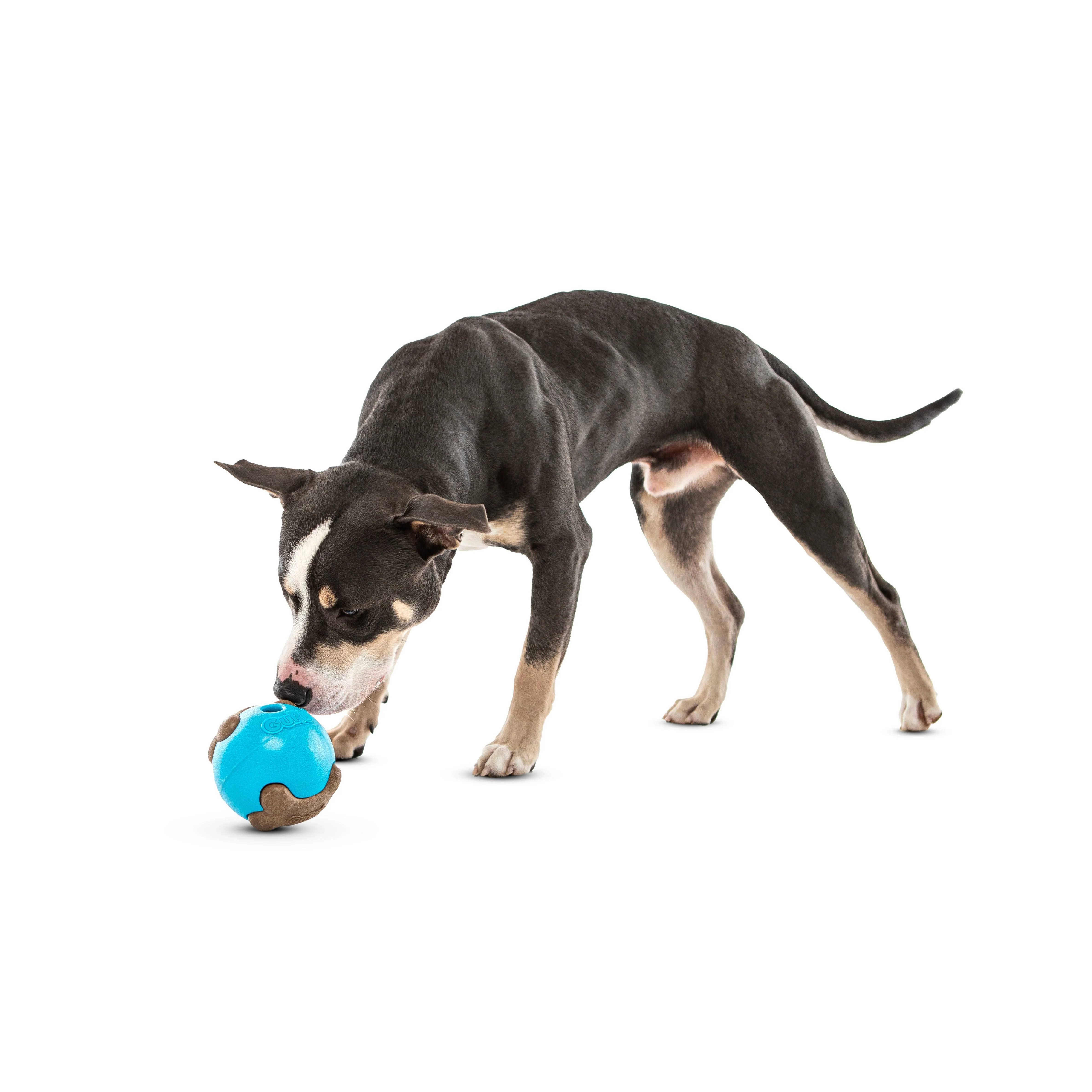 Guru Busy Ball Medium/Large Dog Toy - Image 2