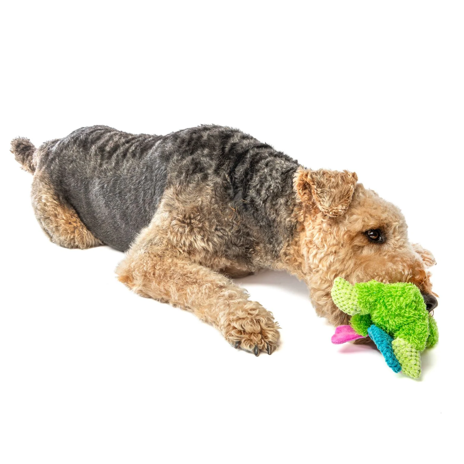 Guru Loveys Frog Medium Dog Toy - Image 2